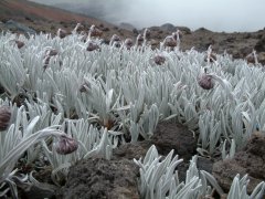 12-This is growing at nearly 5000 m, no ice on it, it's natural white